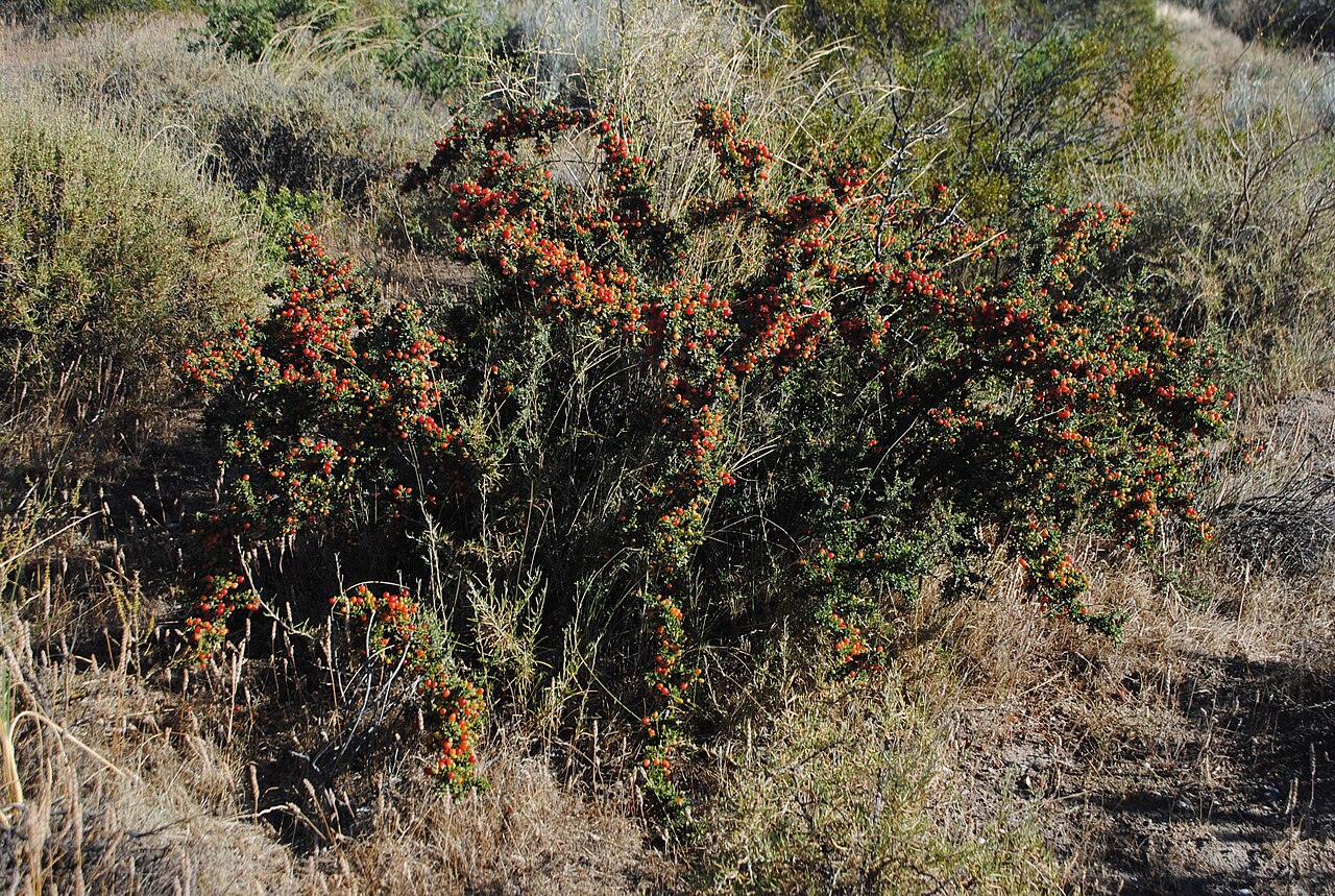 Condalia microphylla: "Piquillín", Condalia microphylla plant bearing fruits at Las Grutas, Río Negro province, Patagonia, Argentina