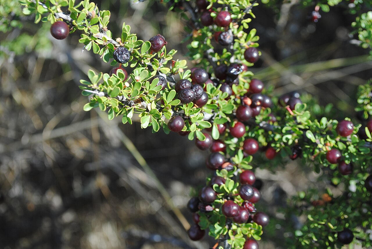 Condalia microphylla: "Piquillín", Condalia microphylla plant bearing well mature fruits at Las Grutas, Río Negro province, Patagonia, Argentina