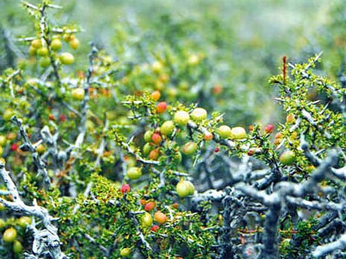Condalia microphylla: Unripe fruit of Condalia microphylla in detail