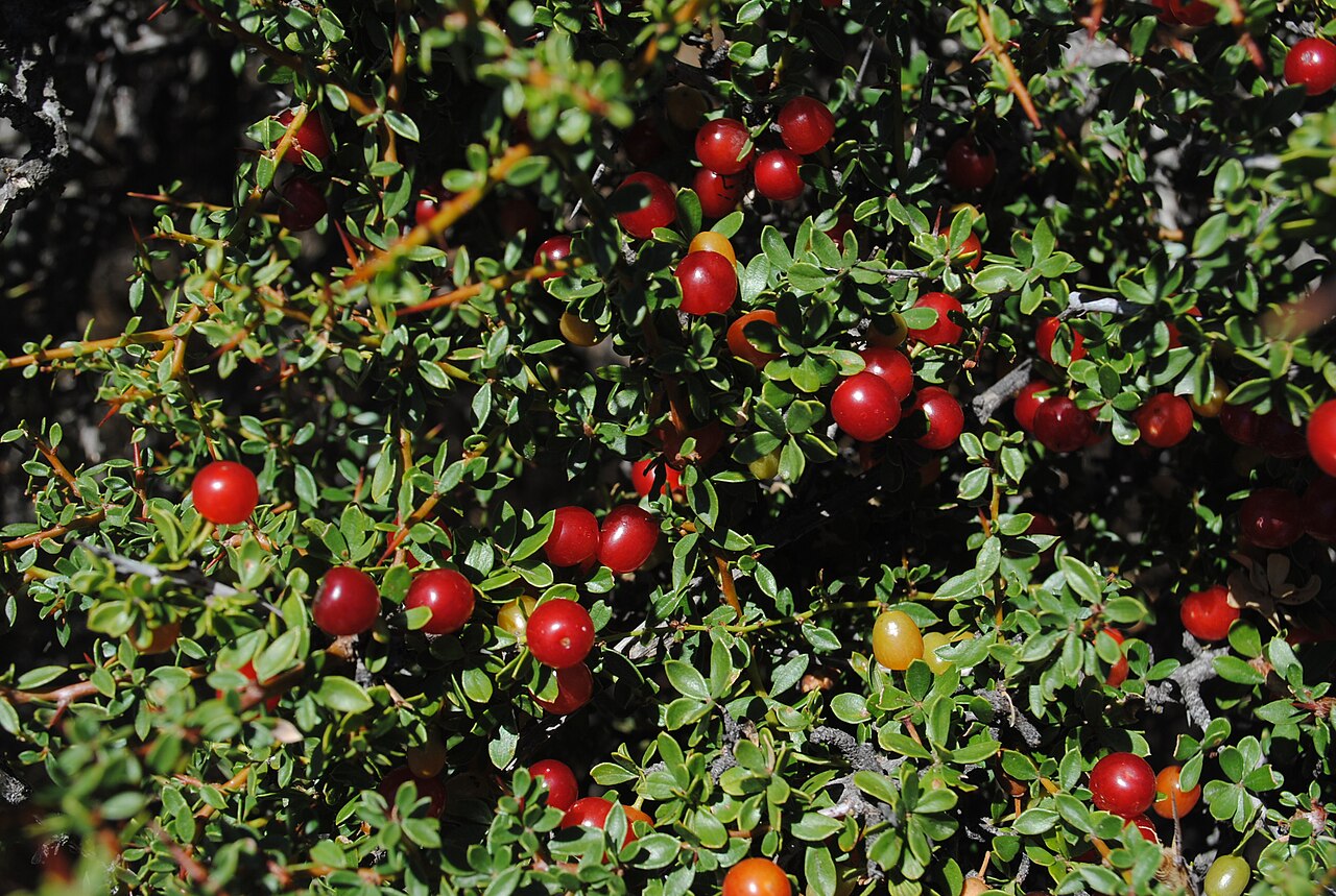 Condalia microphylla: "Piquillín", Condalia microphylla plant bearing fruits at Las Grutas, Río Negro province, Patagonia, Argentina