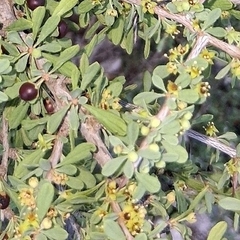 Knifeleaf condalia (Condalia spathulata)