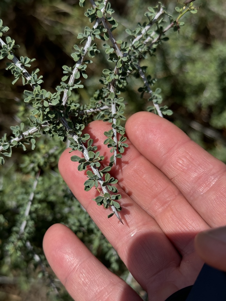 Knifeleaf condalia (Condalia spathulata)