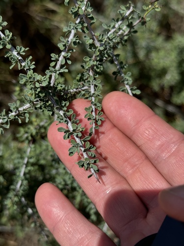 Knifeleaf condalia (Condalia spathulata)