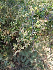 Condalia velutina (Condalia velutina)