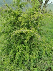 Condalia velutina (Condalia velutina)