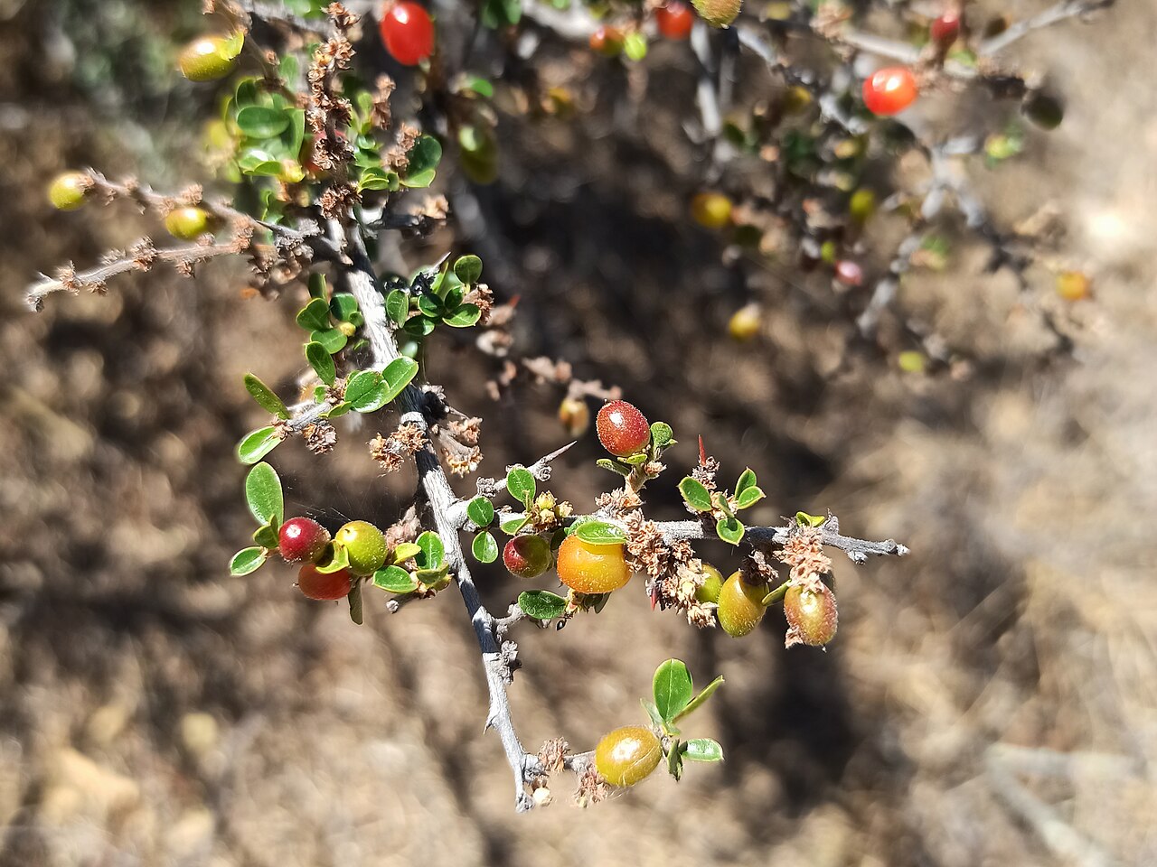 Condalia velutina: Condalia velutina (Familia: Rhamnaceae). Nombre común: granjero rojo. Visto en matorral xerófilo de Dolores Hidalgo (Guanajuato), México.