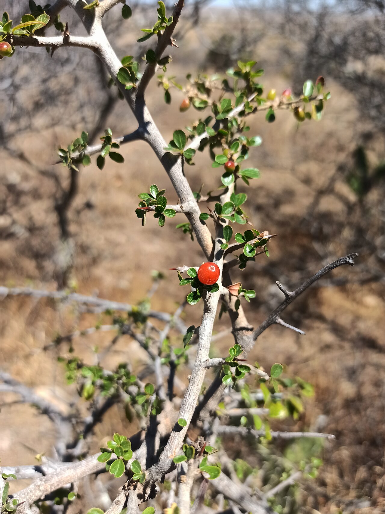 Condalia velutina: Condalia velutina (Familia: Rhamnaceae). Nombre común: granjero rojo. Visto en matorral xerófilo de Dolores Hidalgo (Guanajuato), México.