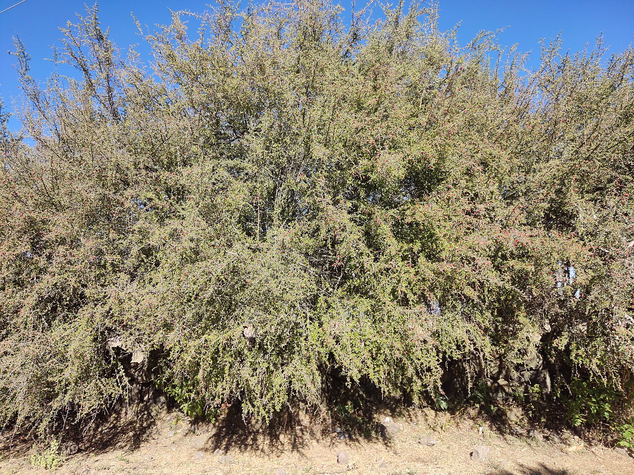 Condalia velutina: condalia velutina
