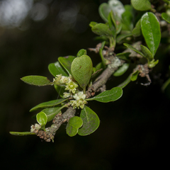 Condalia velutina (Condalia velutina)