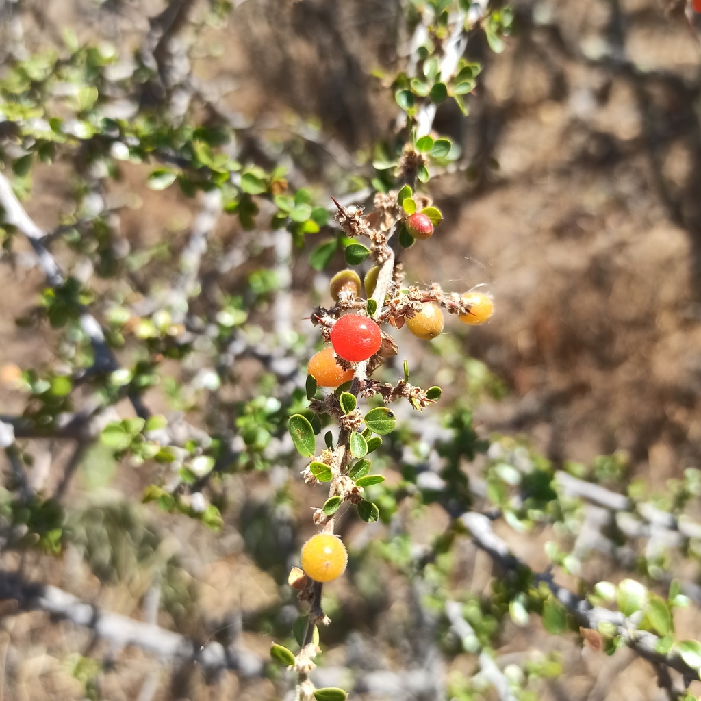 Condalia velutina (Condalia velutina)
