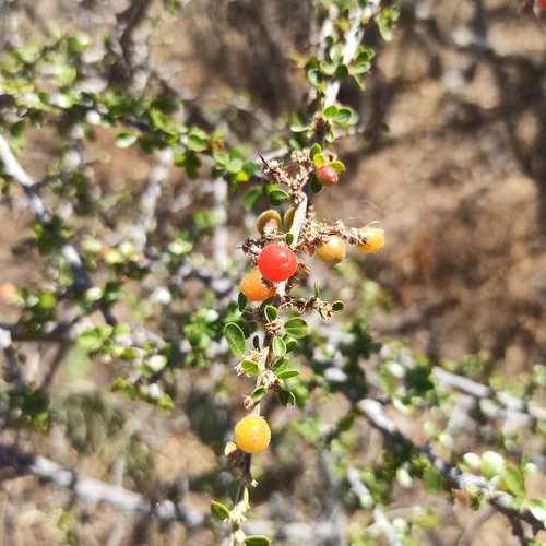 Condalia velutina (Condalia velutina)