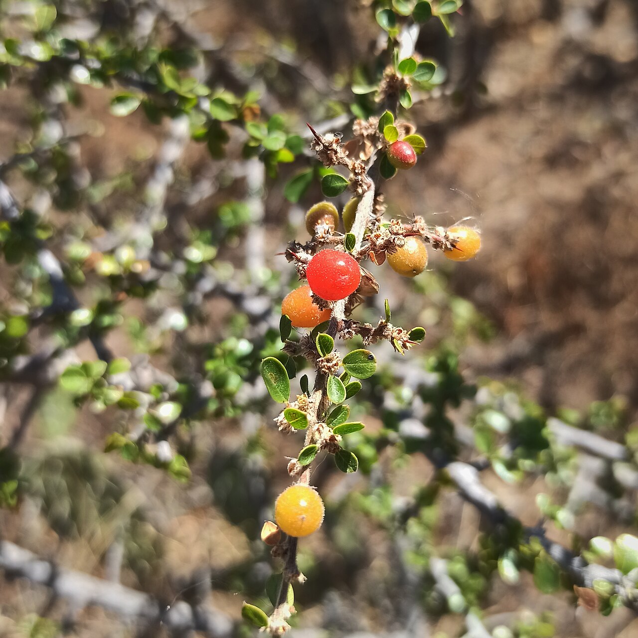 Condalia velutina: Condalia velutina (Familia: Rhamnaceae). Visto en matorral xerófilo de Dolores Hidalgo (Guanajuato), México.