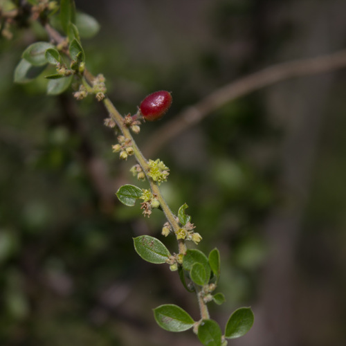 Condalia velutina (Condalia velutina)