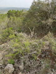 Green snakewood (Condalia viridis)