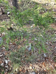 Green snakewood (Condalia viridis)