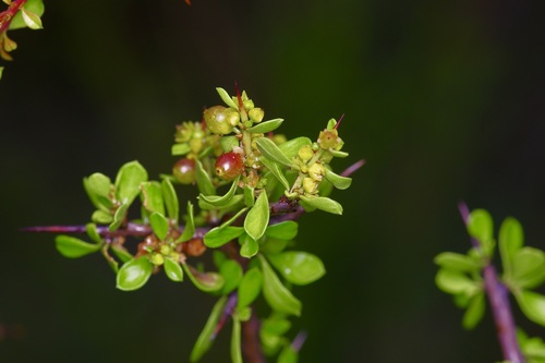 Green snakewood (Condalia viridis)