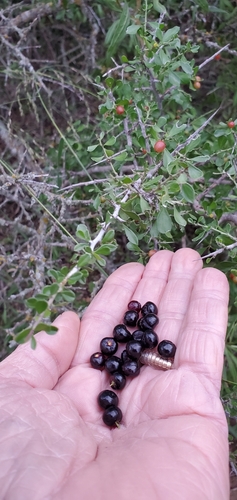 Green snakewood (Condalia viridis)