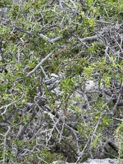 Green snakewood (Condalia viridis)