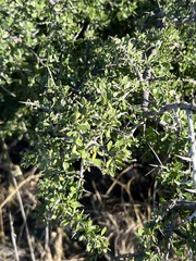 Green snakewood (Condalia viridis)