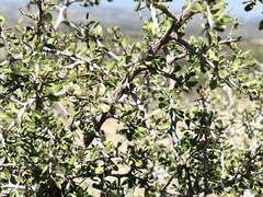 Green snakewood (Condalia viridis)