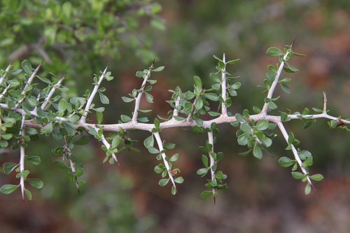 Green snakewood (Condalia viridis)