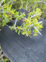 Green snakewood (Condalia viridis)