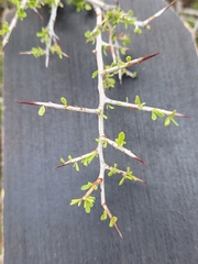 Green snakewood (Condalia viridis)