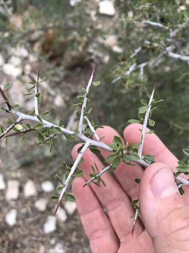 Green snakewood (Condalia viridis)