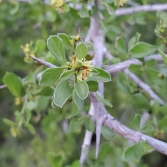 Green snakewood (Condalia viridis)
