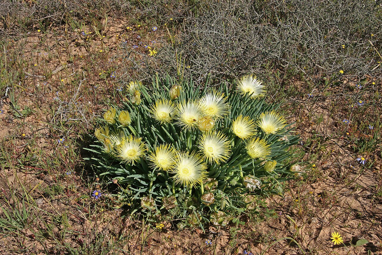 Conicosia elongata: Conicosia elongata , plant in flower; Farm Oorlogskloof, Nieuwoudtville, Northern Cape, South Africa
