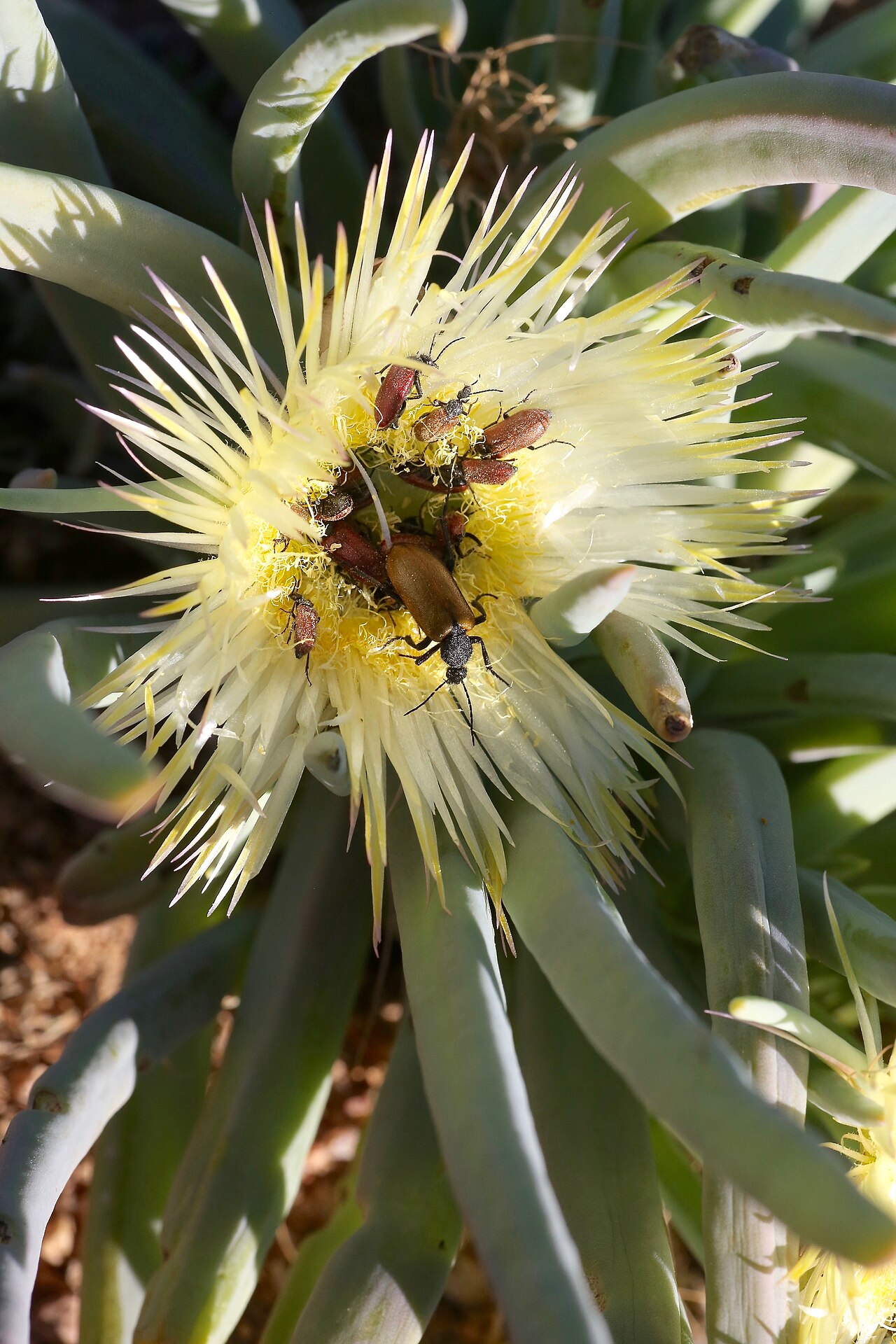 Conicosia elongata: IVO Skilpad, Namaqua National Park, Northern Cape, South Africa