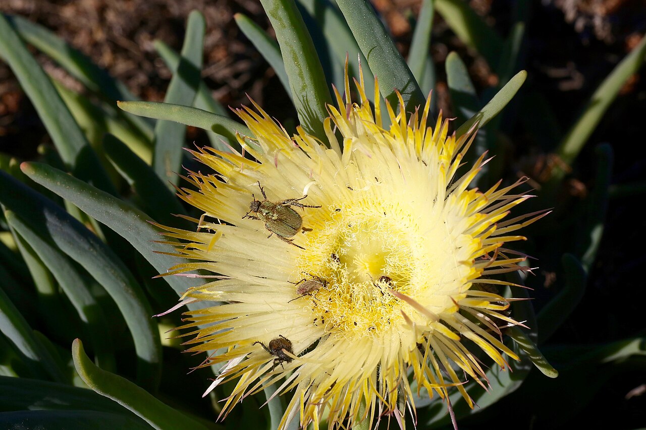 Conicosia elongata: IVO Skilpad, Namaqua National Park, Northern Cape, South Africa