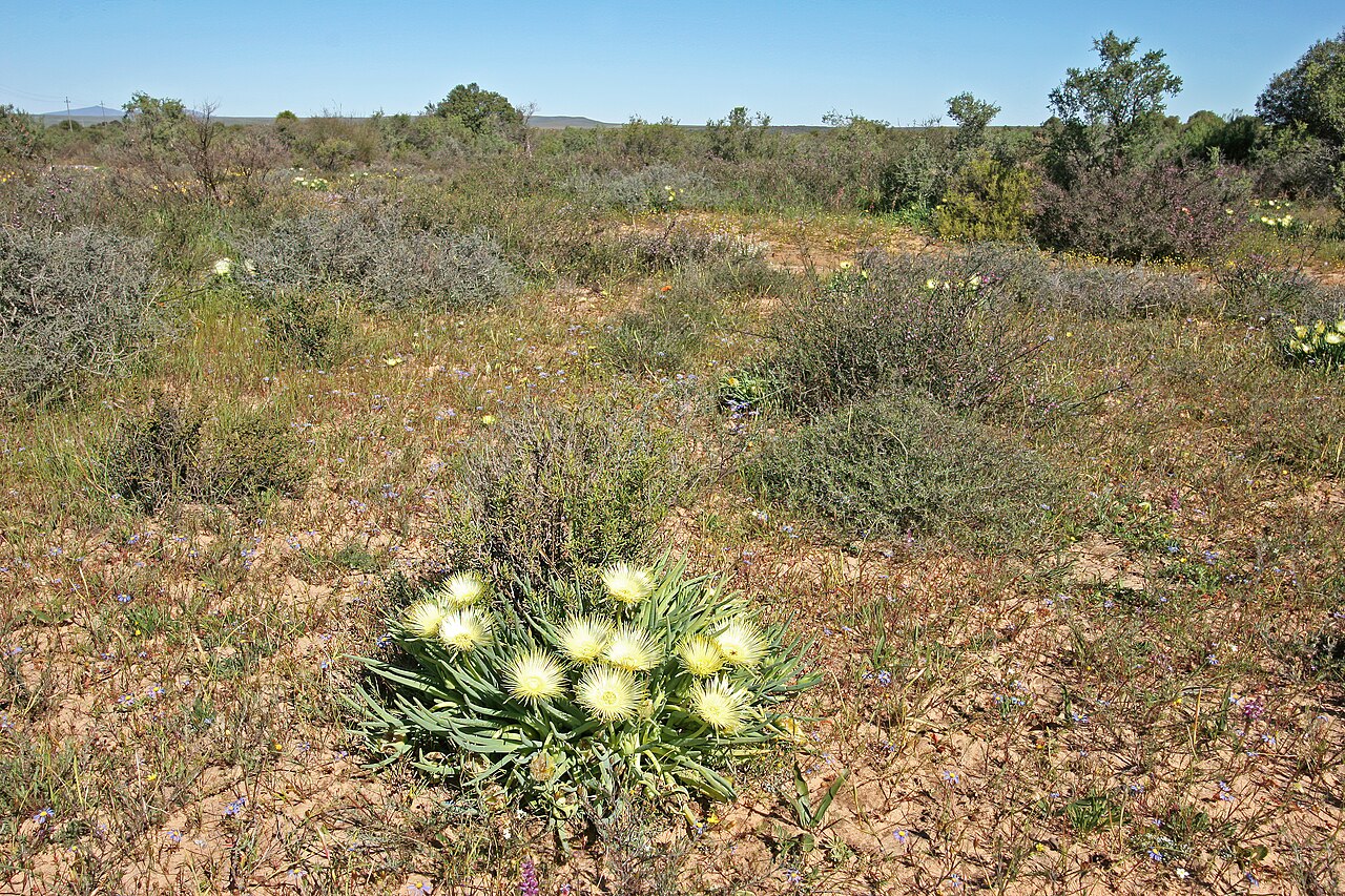 Conicosia elongata: Conicosia elongata , plant in flower; Farm Oorlogskloof, Nieuwoudtville, Northern Cape, South Africa