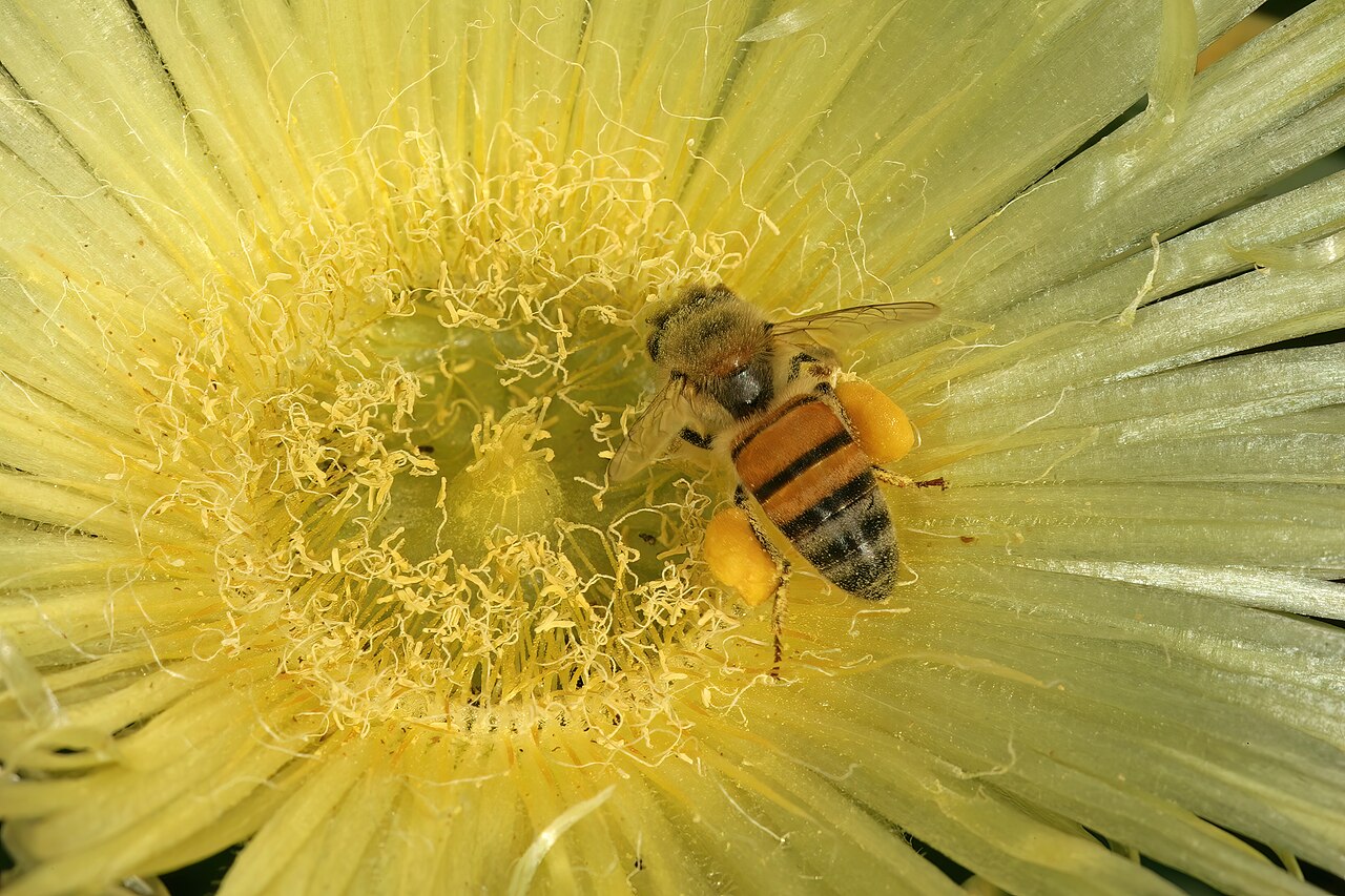 Conicosia elongata: Conicosia elongata , flower with visiting African honey bee ( Apis mellifera scutellata ); Farm Oorlogskloof, Nieuwoudtville, Northern Cape, South Africa