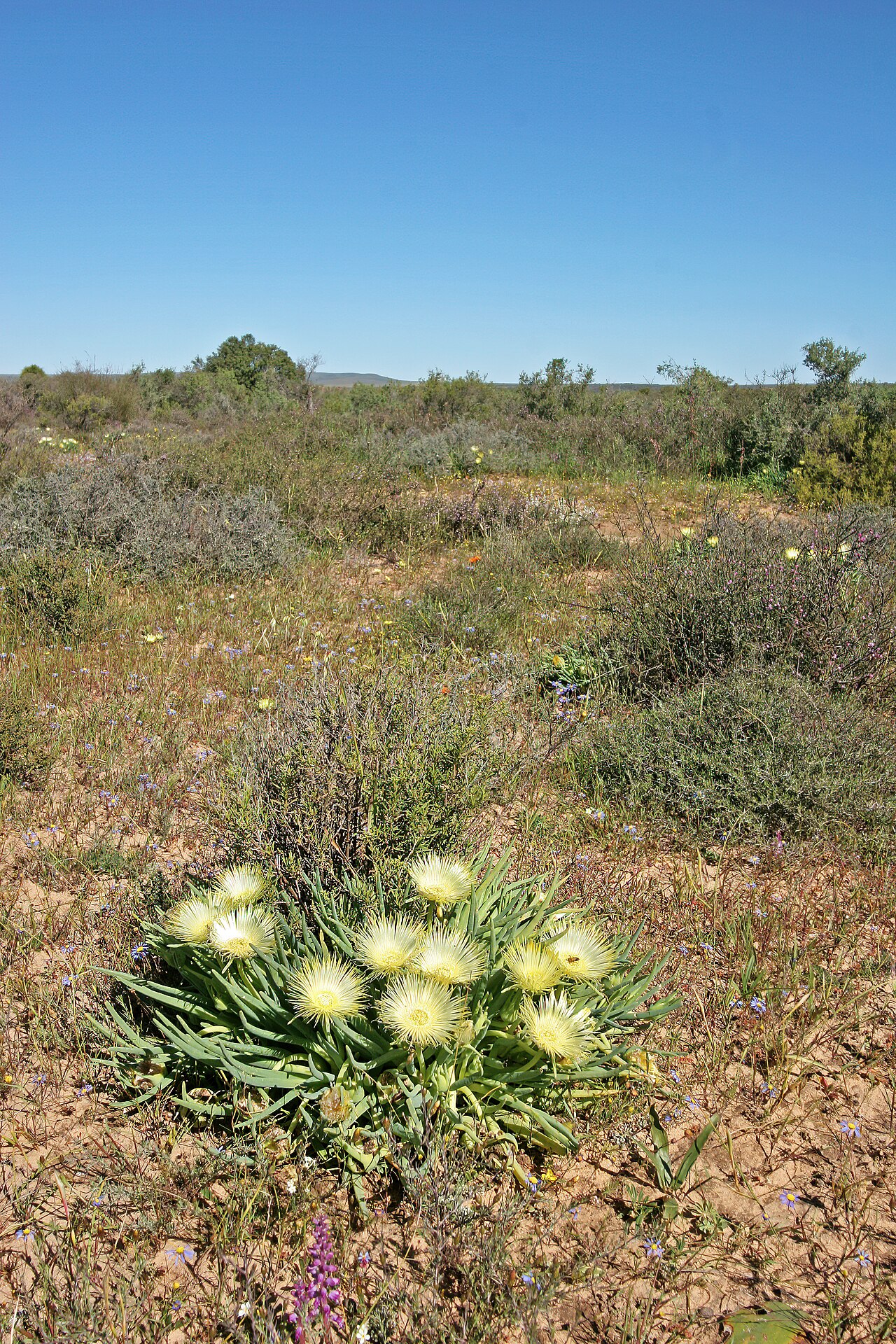 Conicosia elongata: Conicosia elongata , plant in flower; Farm Oorlogskloof, Nieuwoudtville, Northern Cape, South Africa