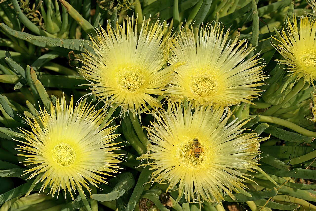 Conicosia elongata: Conicosia elongata , plant in flower; Farm Oorlogskloof, Nieuwoudtville, Northern Cape, South Africa