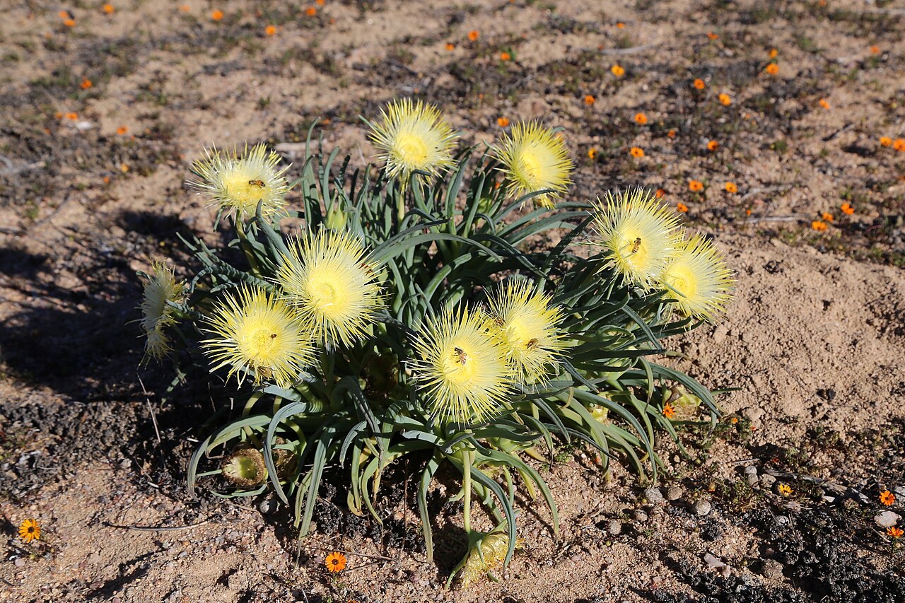 Conicosia elongata: INO Soebatsfontein, Namaqualand, Northern Cape, South Africa