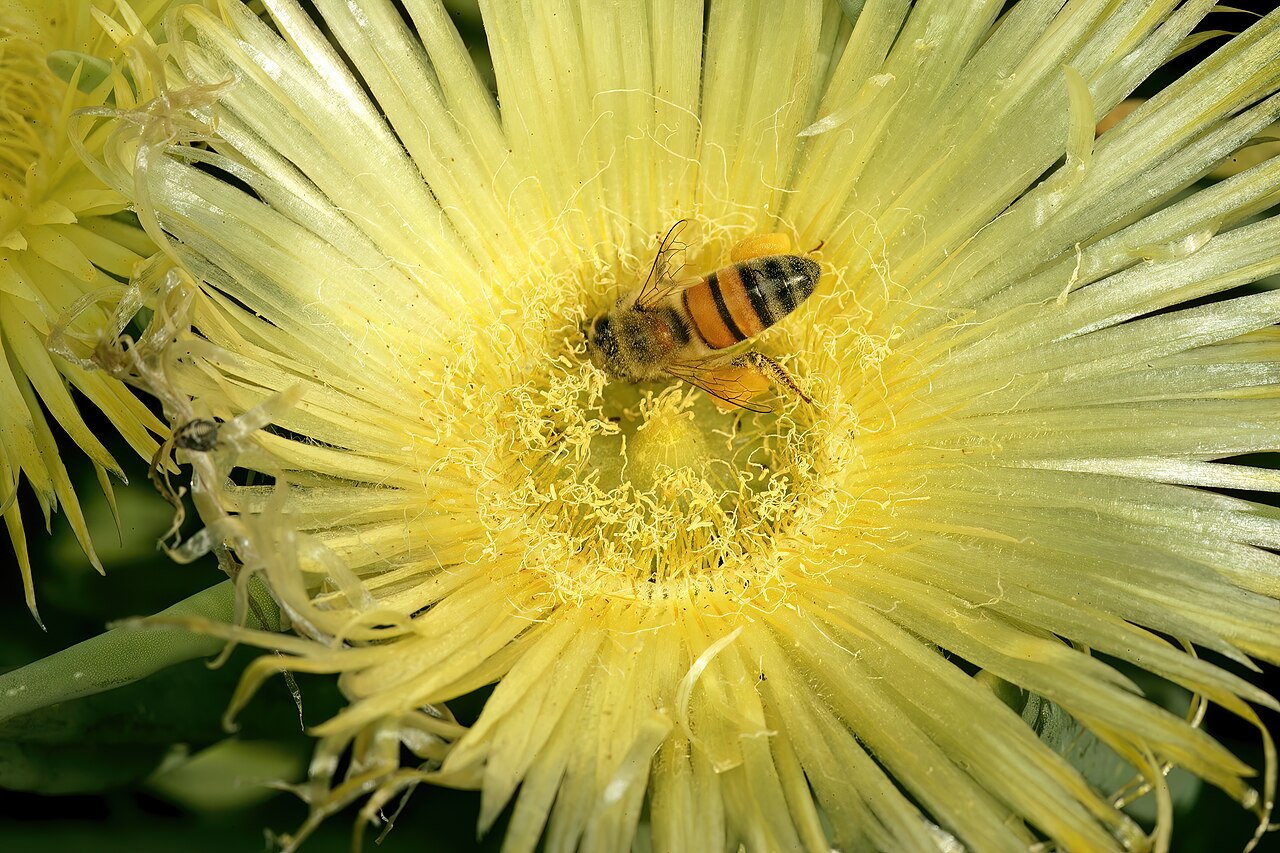 Conicosia elongata: Conicosia elongata , flower with visiting African honey bee ( Apis mellifera scutellata ); Farm Oorlogskloof, Nieuwoudtville, Northern Cape, South Africa
