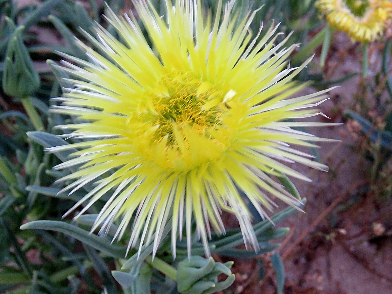 Narrow-leaved iceplant: Clock plant or Conicosia pugioniformis, photographed by Ronald Flipphi. on 6 October 2019, along the road between the R7 and Algeria, Western Cape province of S