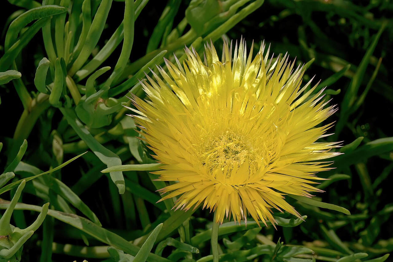 Narrow-leaved iceplant: Conicosia pugioniformis subsp. pugioniformis , flower; Tinie Versfeld Wild Flower Reserve, Darling, Western Cape, South Africa