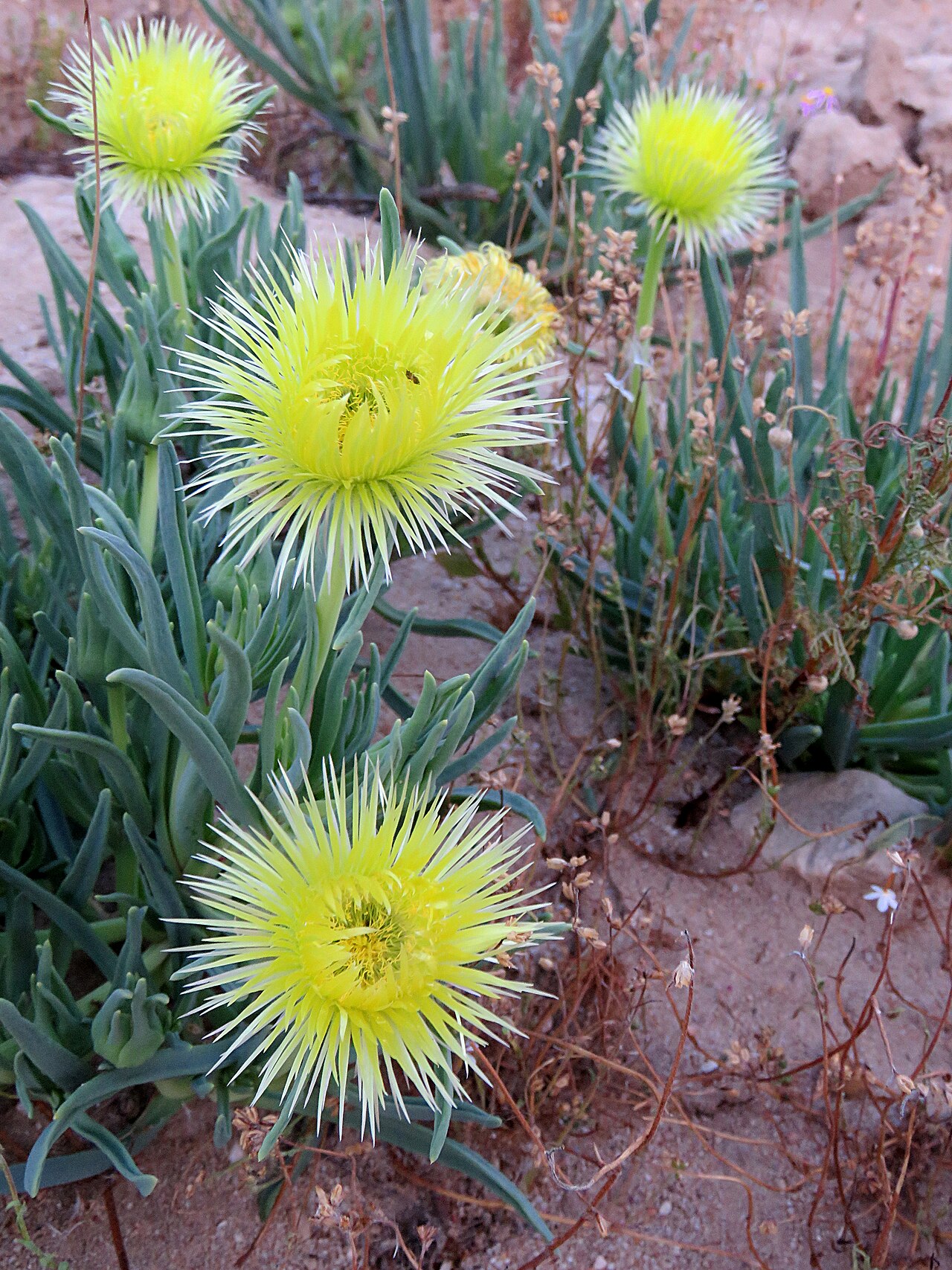 Narrow-leaved iceplant: Clock plant or Conicosia pugioniformis, photographed by Ronald Flipphi. on 6 October 2019, along the road between the R7 and Algeria, Western Cape province of S