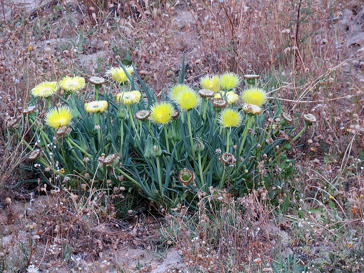 Narrow-leaved iceplant: Clock plant or Conicosia pugioniformis, photographed by Ronald Flipphi. on 6 October 2019, along the road between the R7 and Algeria, Western Cape province of S