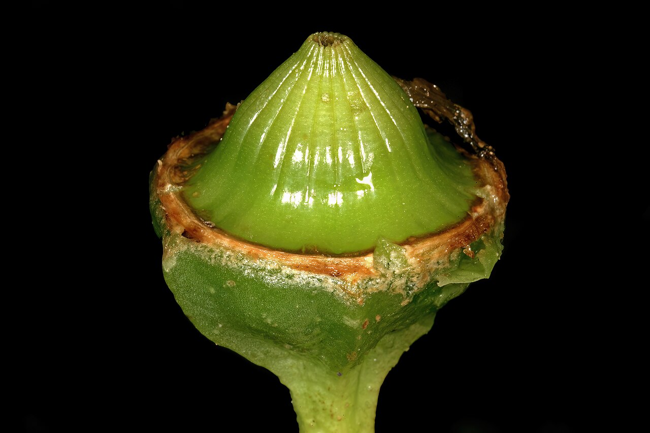 Narrow-leaved iceplant: Conicosia pugioniformis subsp. pugioniformis , developing fruit; vicinity of Velddrif, Western Cape, South Africa