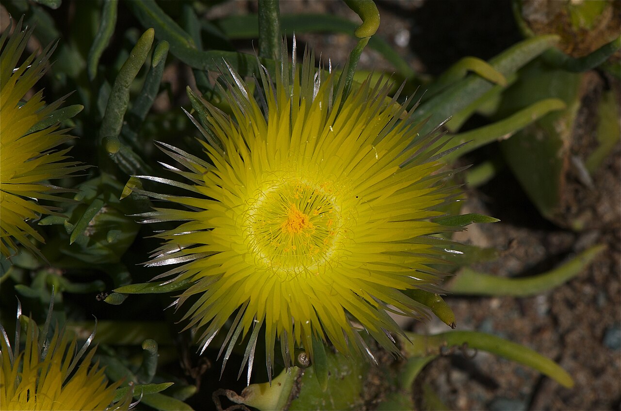 Narrow-leaved iceplant: Conicosia pugioniformis in California
