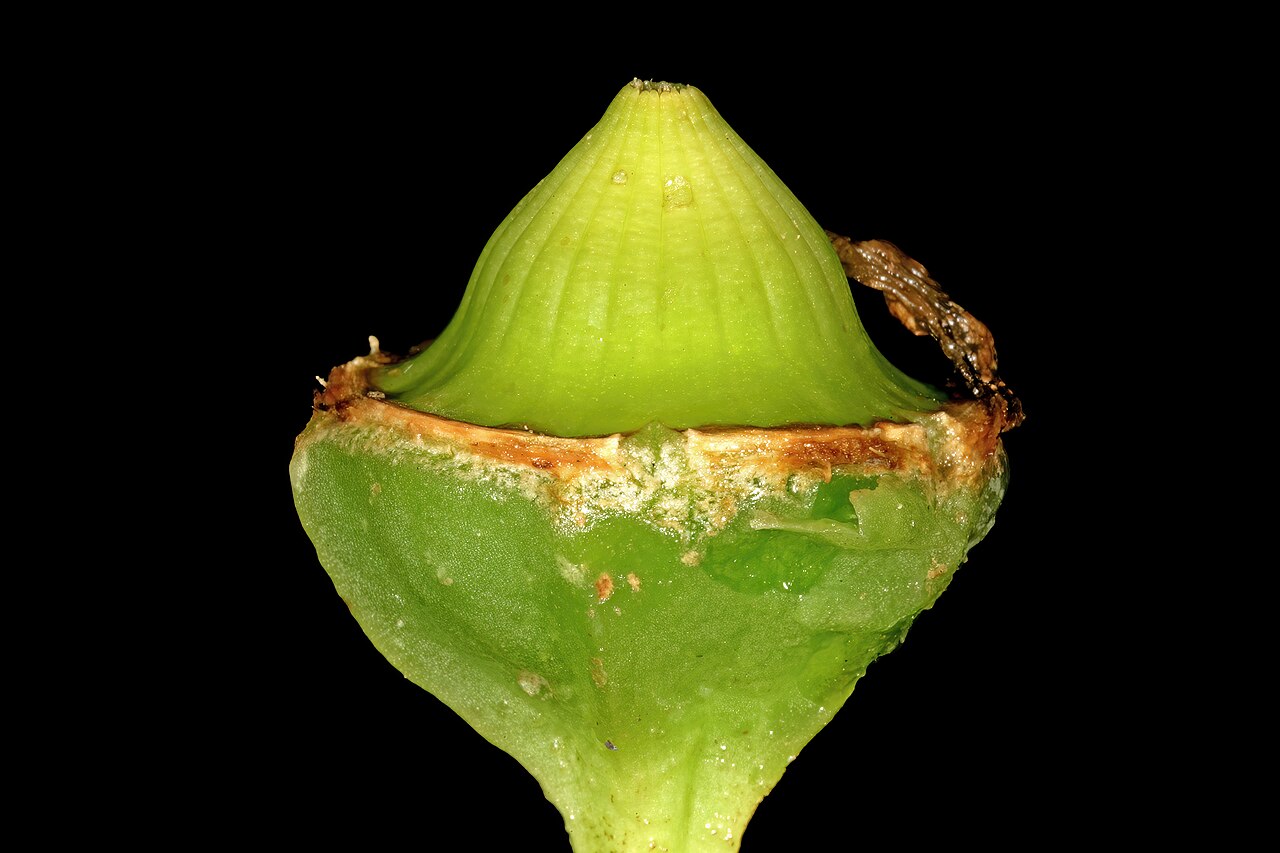Narrow-leaved iceplant: Conicosia pugioniformis subsp. pugioniformis , developing fruit; vicinity of Velddrif, Western Cape, South Africa