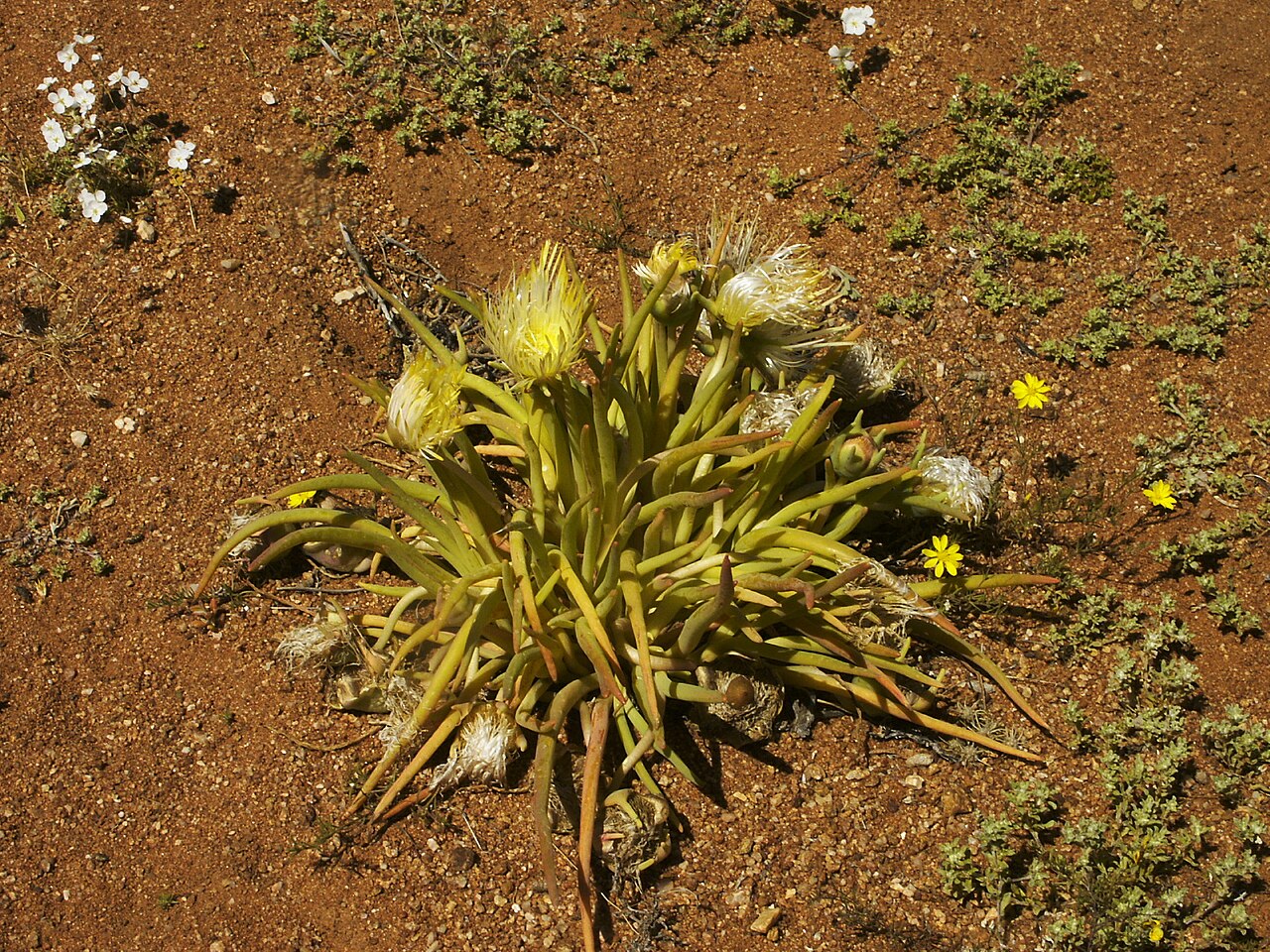 Narrow-leaved iceplant: Narrow-leafed iceplant/False iceplant/Slender-leaved iceplant/Marigold Iceplant, Conicosia pugioniformis (L.) N.E. Br, flowering Desert, Namaqualand, Goegap Nat