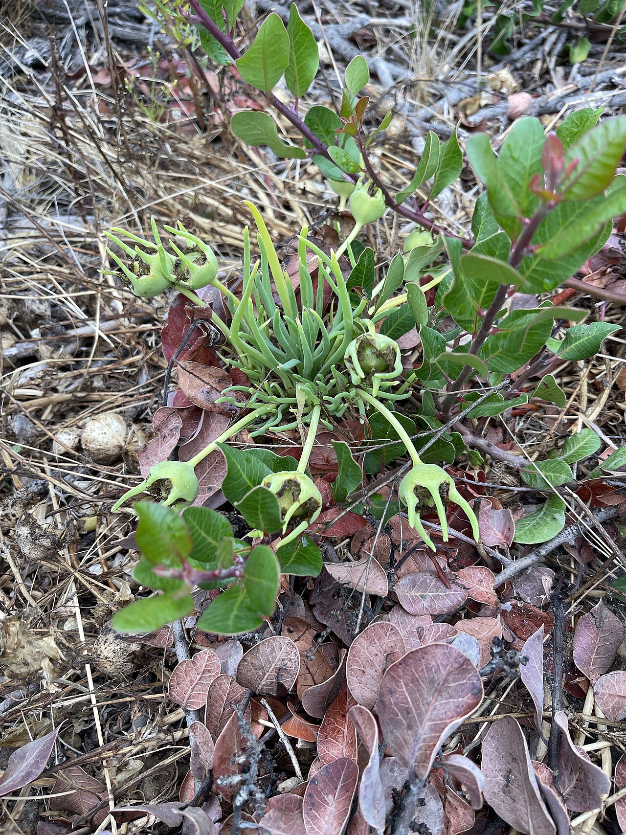 Narrow-leaved iceplant: Pigroot (Conicosia pugioniformis) at Morro Bay State Park Boardwalk Trail, Morro Bay, California.