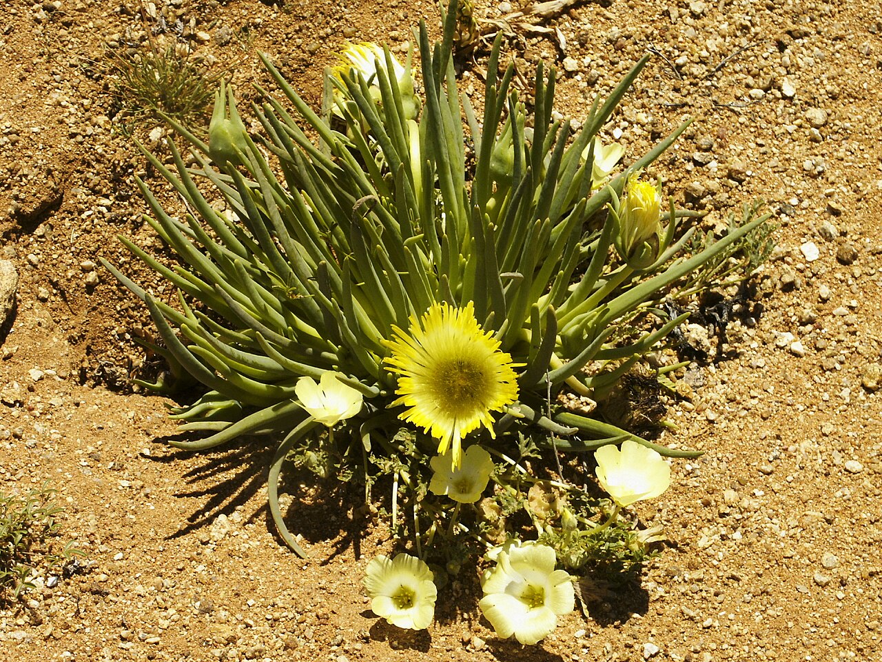 Narrow-leaved iceplant: Narrow-leafed iceplant/False iceplant/Slender-leaved iceplant/Marigold Iceplant, Conicosia pugioniformis (L.) N.E. Br, flowering Desert, Namaqualand, Goegap Nat