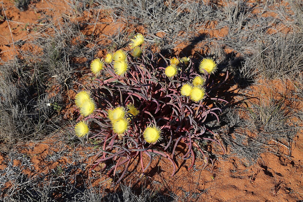 Narrow-leaved iceplant: Namaqua National Park, Northern Cape, South Africa