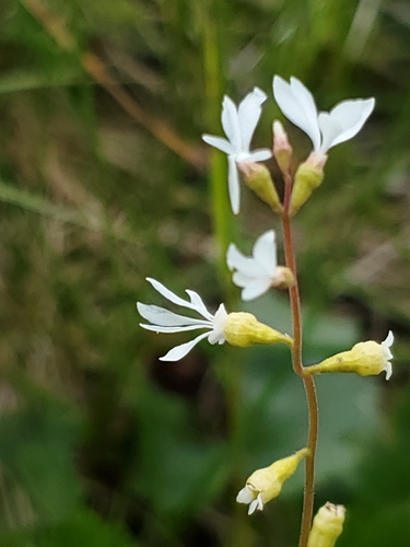 Williams' miterwort (Conimitella williamsii)